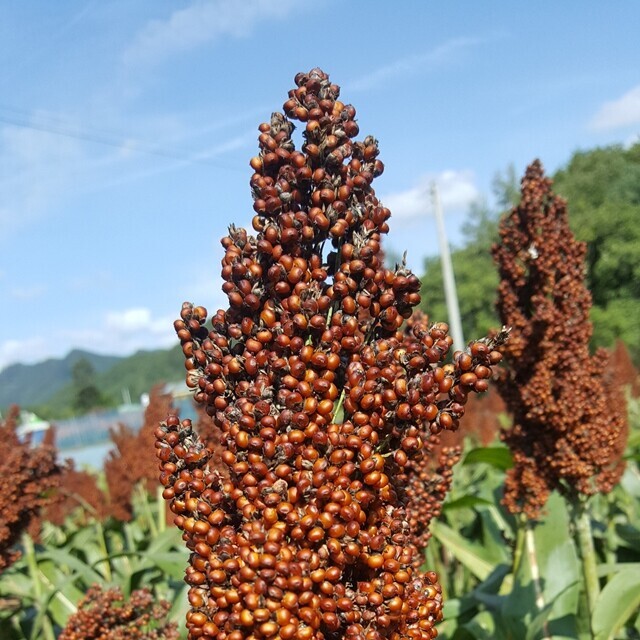 영월유팜,[영월유팜] 메수수 (동안메) 원물, 도정