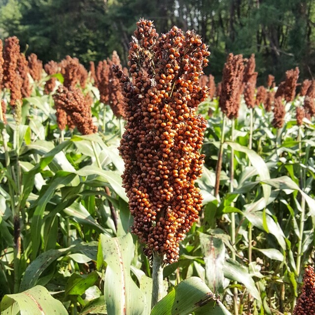 영월유팜,[영월유팜] 메수수 (동안메) 원물, 도정