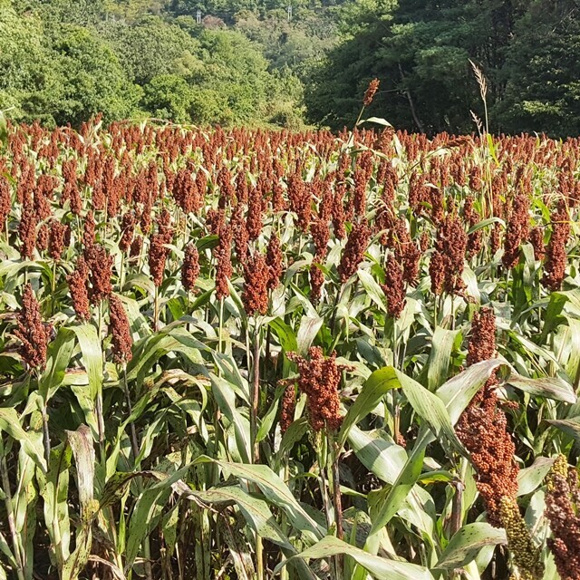 영월유팜,[영월유팜] 메수수 (동안메) 원물, 도정