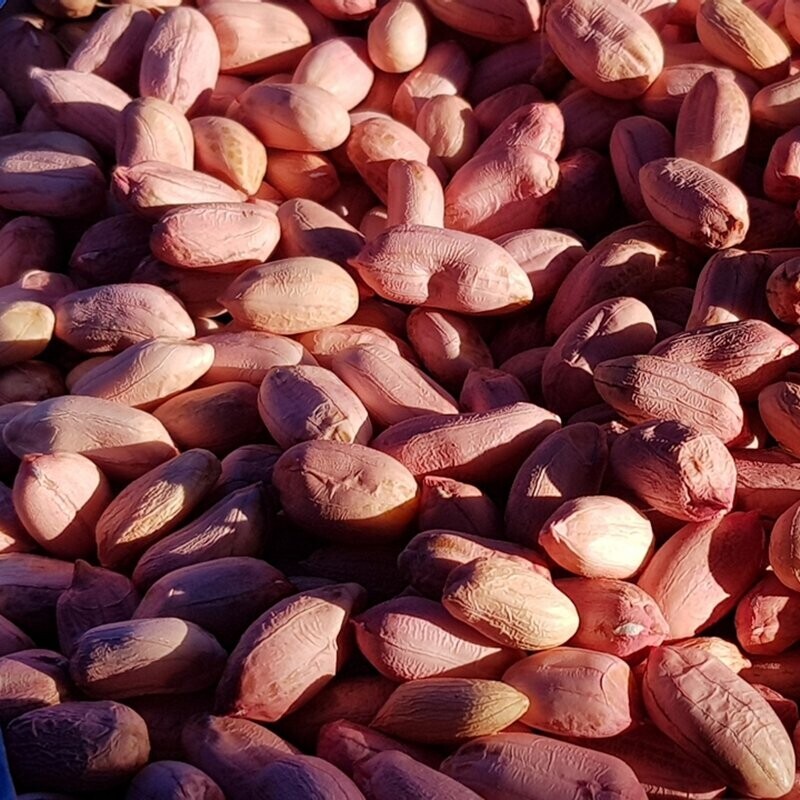 영월유팜,[영월유팜]2025년 햇땅콩 깐땅콩 1kg